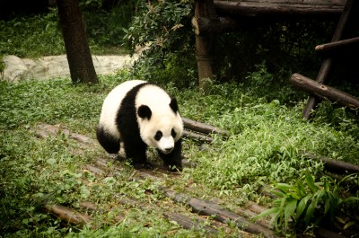 Panda à  Chengdu